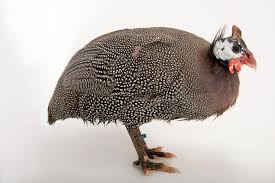 Attēlu rezultāti vaicājumam “Numida meleagris”