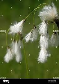 Attēlu rezultāti vaicājumam “Eriophorum latifolium fruit”