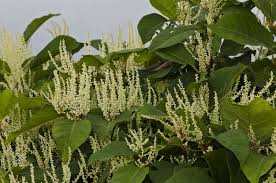 Attēlu rezultāti vaicājumam “Reynoutria japonica”