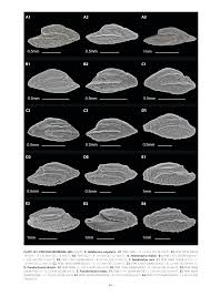 Image result for Chelon tricuspidens