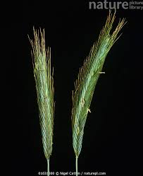 Image result for Secale cereale