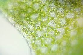 Attēlu rezultāti vaicājumam “Lophozia ventricosa”