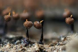 Attēlu rezultāti vaicājumam “Cribraria sp.”