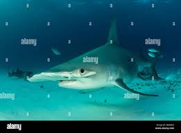 Image result for Sphyrna mokarran