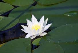 Attēlu rezultāti vaicājumam “Nymphaea alba flower”