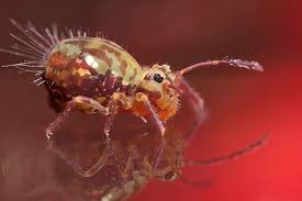 Attēlu rezultāti vaicājumam “Symphypleona”