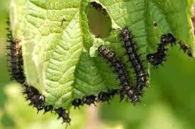 Attēlu rezultāti vaicājumam “Araschnia levana larva”