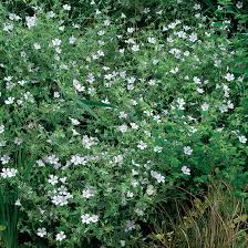 Image result for cerastium tomentosum