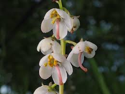 Attēlu rezultāti vaicājumam “Pyrola rotundifolia”