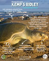 Image result for Lepidochelys kempii
