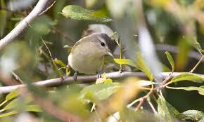 Image result for Vireo philadelphicus