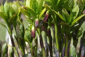 Attēlu rezultāti vaicājumam “Scopolia carniolica leaf”