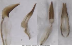 Attēlu rezultāti vaicājumam “Dacne bipustulata”