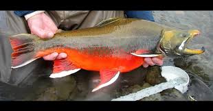 Image result for Salvelinus malma