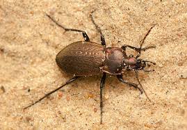 Attēlu rezultāti vaicājumam “Carabus arcensis”