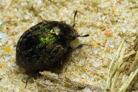 Attēlu rezultāti vaicājumam “Cytilus sericeus”