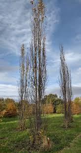 Attēlu rezultāti vaicājumam “Populus tremula”