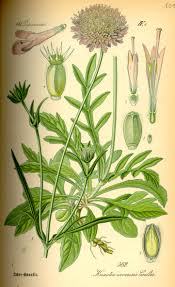 Image result for Knautia arvensis