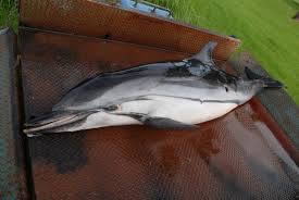 Image result for Stenella coeruleoalba