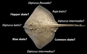 Image result for Dipturus intermedius