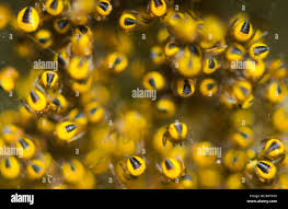 Attēlu rezultāti vaicājumam “Araneus diadematus eggs”