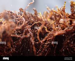 Attēlu rezultāti vaicājumam “Jungermanniopsida”