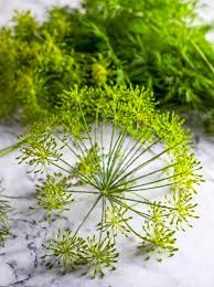 Image result for Dill