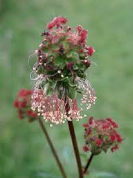 Image result for Sanguisorba minor