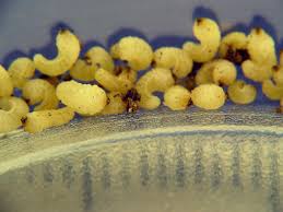 Attēlu rezultāti vaicājumam “Scolytus scolytus, Scolytus multistriatus”