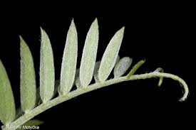 Attēlu rezultāti vaicājumam “Vicia cracca fruit”