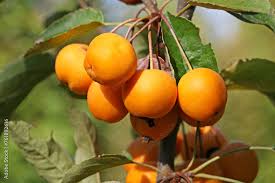 Attēlu rezultāti vaicājumam “Malus x zumi fruit”