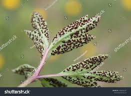 Attēlu rezultāti vaicājumam “Tranzschelia anemones”