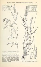 Attēlu rezultāti vaicājumam “Cinna latifolia”