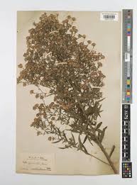 Attēlu rezultāti vaicājumam “Symphyotrichum x salignum leaf”