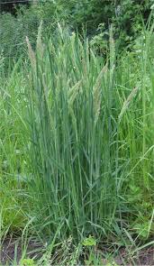 Attēlu rezultāti vaicājumam “Holcus lanatus  flower”