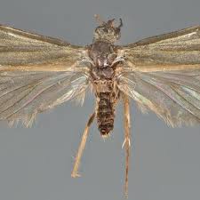 Attēlu rezultāti vaicājumam “Glyphotaelius pellucidus”