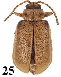 Attēlu rezultāti vaicājumam “Galerucella nymphaeae”