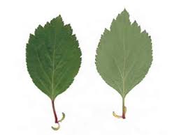 Attēlu rezultāti vaicājumam “Crataegus douglasii”