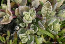 Attēlu rezultāti vaicājumam “Atriplex calotheca leaf”