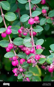 Attēlu rezultāti vaicājumam “Symphoricarpos x chenaultii”