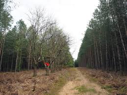 Attēlu rezultāti vaicājumam “Orthotrichum patens sporophyte”