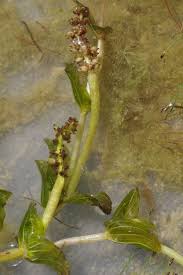 Attēlu rezultāti vaicājumam “Potamogeton perfoliatus fruit”