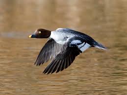 Attēlu rezultāti vaicājumam “Bucephala clangula female”