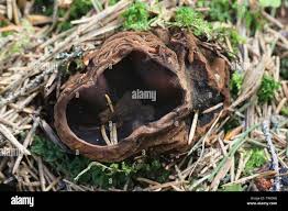 Attēlu rezultāti vaicājumam “Sarcosoma globosum”