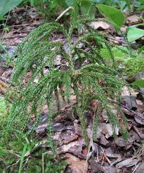 Attēlu rezultāti vaicājumam “Mnium lycopodioides”