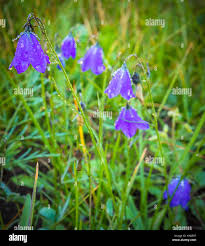 Attēlu rezultāti vaicājumam “Campanulaceae”