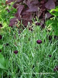 Attēlu rezultāti vaicājumam “Centaurea scabiosa fruit”
