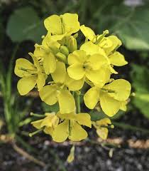 Attēlu rezultāti vaicājumam “Brassica napus flower”
