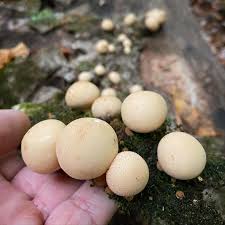 Attēlu rezultāti vaicājumam “Lycoperdon pyriforme young”