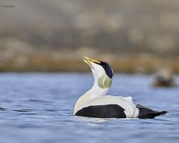 Attēlu rezultāti vaicājumam “Somateria mollissima male”